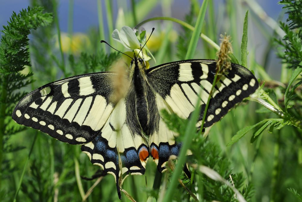 Papilio machaon